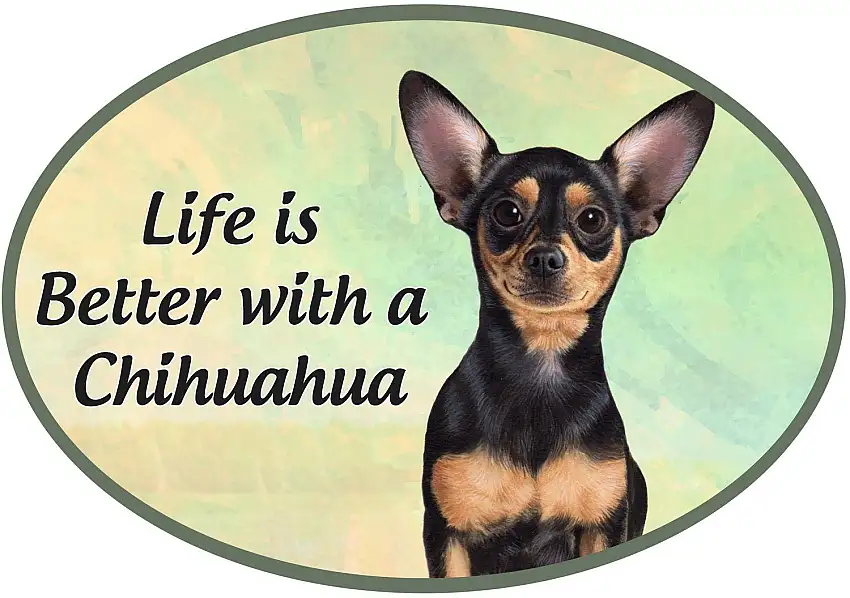 Black Chihuahua Car Magnet
