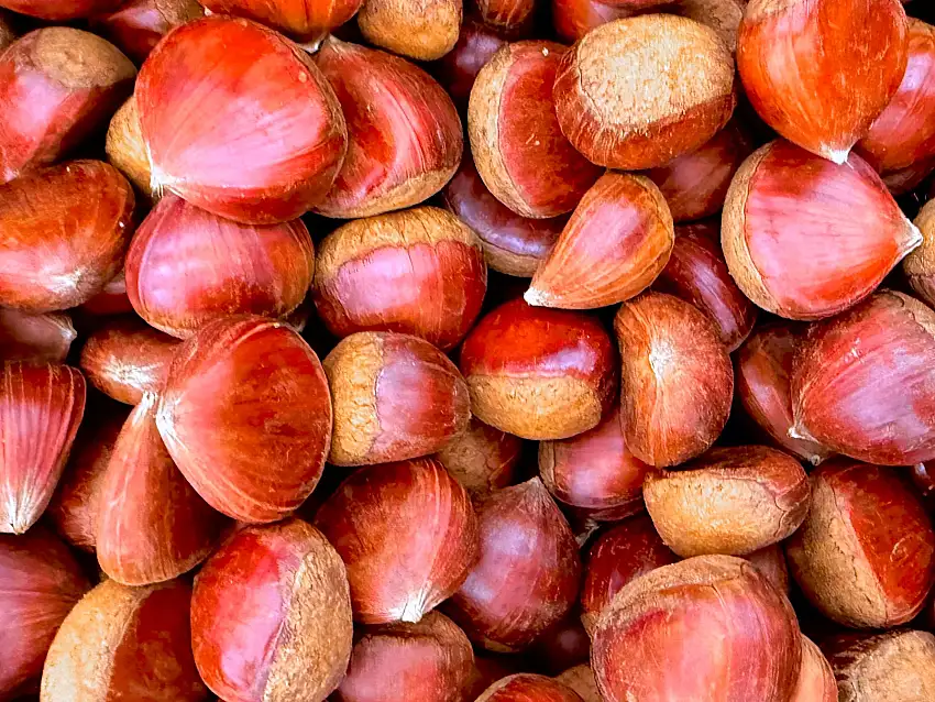 🟦 Fresh Raw Large Chestnut - 1 LB (Shah Baloot)