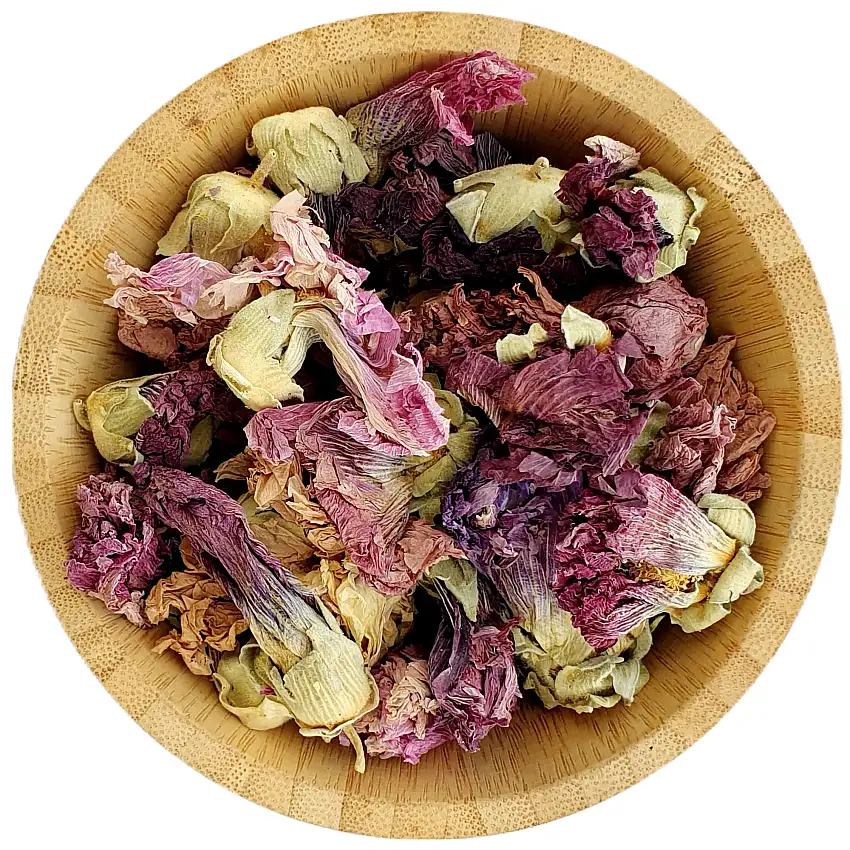 Purple Hollyhock - Mallow