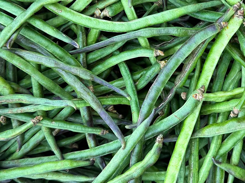 Fresh Black Eyed Beans (1 Pound) (Loobia Cheshm Bolboli)