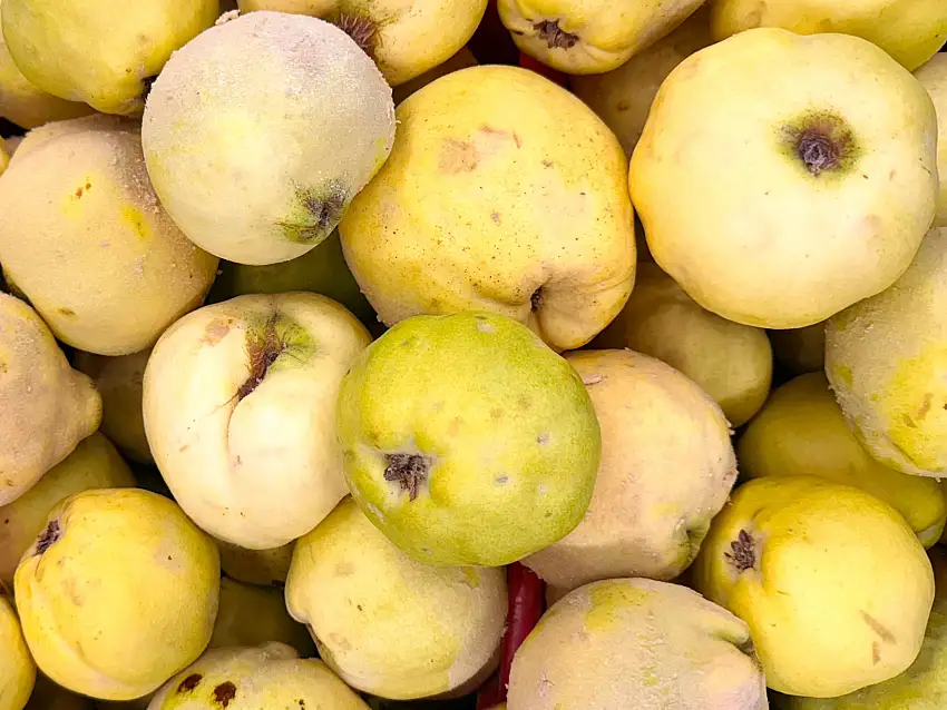 🟦 Fresh Organic California Quince (1 Pound) (Beh Tazeh)