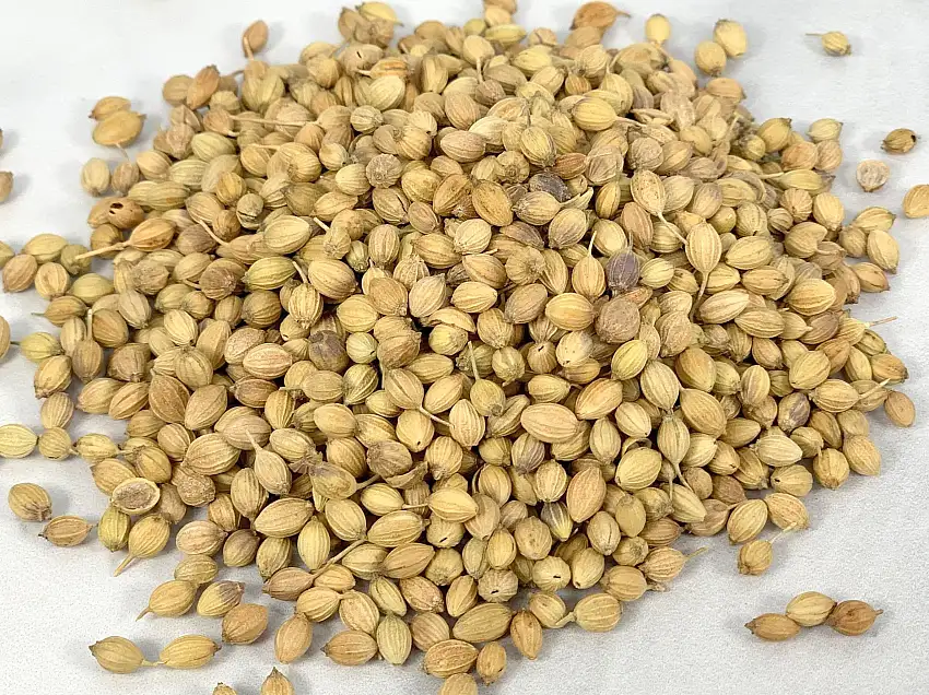 Coriander Seed, Indian Whole
