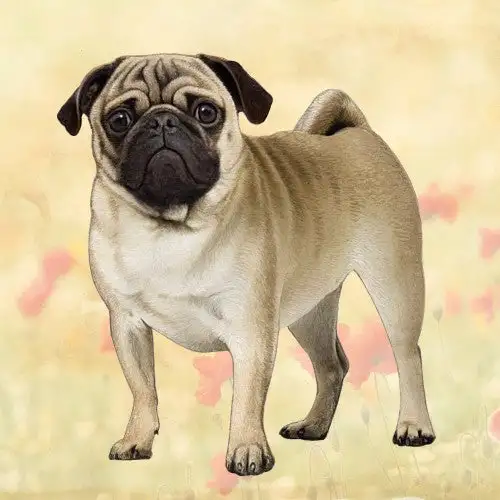 Pug Coaster Sq.