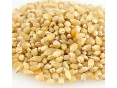 Baby White Popcorn Kernels