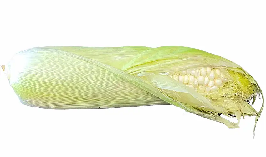 🟦 Fresh Sweet White Corn - 1 Piece (Shir Balal, Balaal)