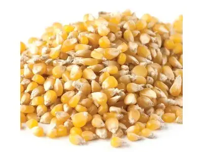 Lady Finger Popcorn Kernels