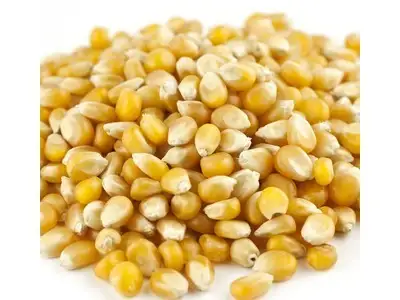 Mushroom Popcorn Kernels