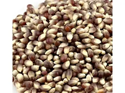 Purple Popcorn Kernels